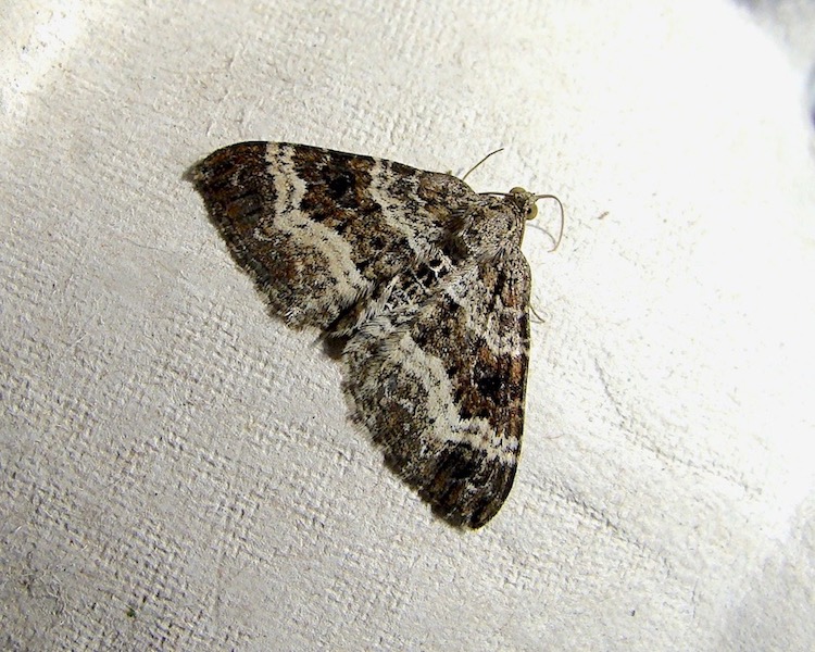 common carpet